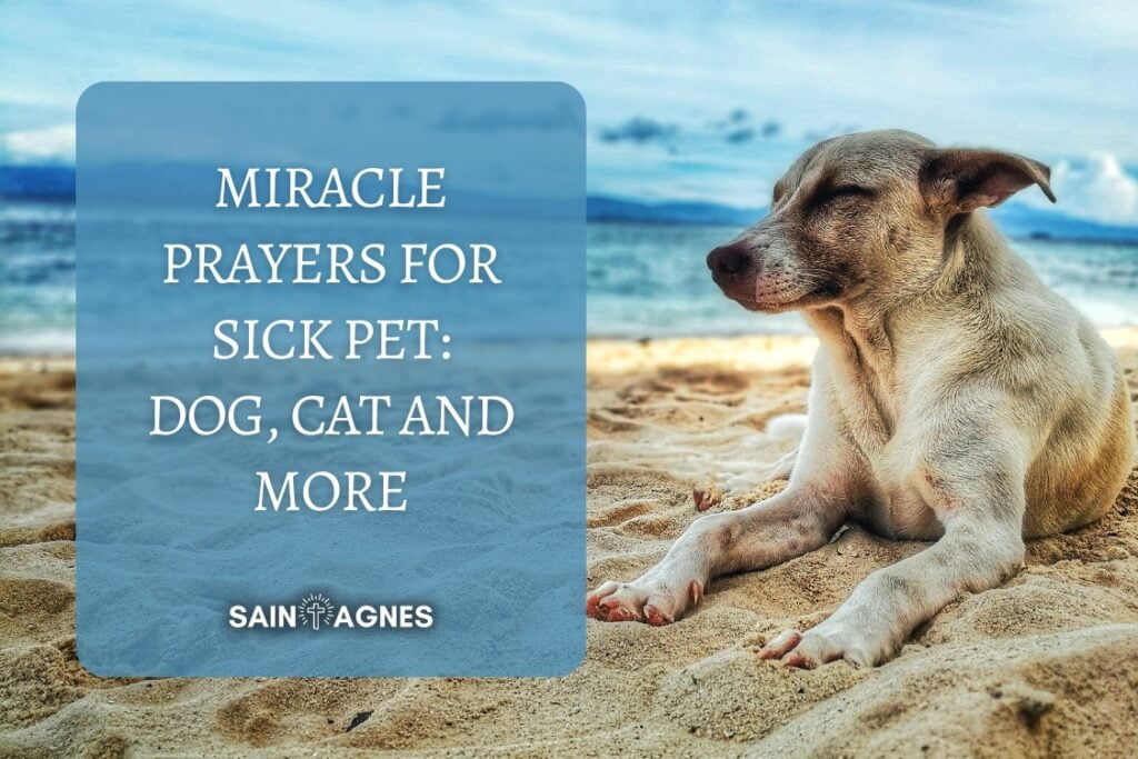 7 Miracle Prayers For Sick Pet: Sick Dog, Cat And More
